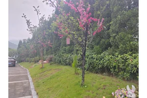 龙居山墓园——静谧之地的守望